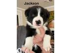Adopt Jackson a Black - with White Border Collie / Mixed Breed (Medium) dog in