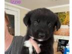 Adopt Izzie a Black Border Collie / Labrador Retriever dog in Norfolk