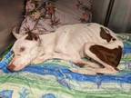 Adopt Tully a White American Pit Bull Terrier / Mixed dog in New Orleans