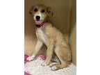 Adopt Lisa Marie a Tan/Yellow/Fawn Mixed Breed (Medium) / Mixed Breed (Medium) /