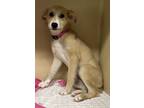 Adopt Lisa Marie a Tan/Yellow/Fawn Mixed Breed (Medium) / Mixed dog in Natchez