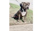 Adopt Finn a Black - with White American Pit Bull Terrier / Mixed dog in