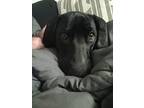 Adopt Thunder a Black - with White Labrador Retriever / Mastiff / Mixed dog in