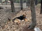 Adopt Vader a Black - with Tan, Yellow or Fawn Australian Shepherd / Border