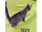 Adopt Izzy a Brown Tabby Domestic Shorthair / Mixed (short coat) cat in