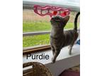 Adopt Purdie a Calico or Dilute Calico Domestic Shorthair / Mixed (short coat)