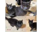 Adopt Mira a Gray or Blue Russian Blue / Mixed (short coat) cat in Ecorse