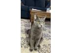 Adopt Ash a Gray or Blue American Shorthair / Mixed (short coat) cat in