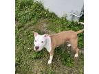 Adopt Honey a White - with Tan, Yellow or Fawn American Pit Bull Terrier / Mixed