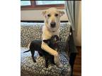 Adopt Chase a White - with Tan, Yellow or Fawn Shepherd (Unknown Type) dog in