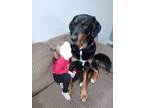 Adopt Brava a Black - with Tan, Yellow or Fawn Rottweiler / Coonhound / Mixed