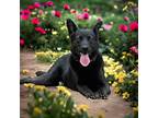 Adopt Inky a Black German Shepherd Dog dog in Spring, TX (41233039)