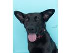Adopt Inky a Black German Shepherd Dog dog in Spring, TX (41233039)