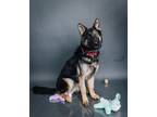 Adopt Uno a Black - with Tan, Yellow or Fawn German Shepherd Dog / Mixed dog in