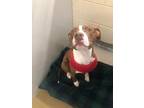 Adopt Milo a Brown/Chocolate American Pit Bull Terrier / Mixed Breed (Medium) /