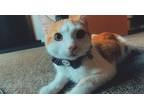 Adopt Cheeto a Orange or Red Domestic Shorthair / Mixed (short coat) cat in