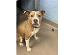 Adopt Lemoja a Brown/Chocolate Mixed Breed (Large) / Mixed dog in Chamblee