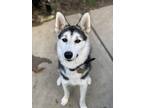 Adopt Storm a Black - with White Husky / Mixed dog in Matawan, NJ (41232760)