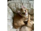 Adopt Cayenne 2 a Orange or Red Tabby Domestic Shorthair cat in Austin