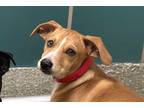 Adopt Jay a Labrador Retriever / Mixed dog in Houston, TX (41232791)