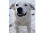 Adopt Fin a White - with Black Border Collie / Australian Shepherd / Mixed dog