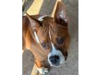 Adopt Pippin a Red/Golden/Orange/Chestnut - with White Boxer / Mixed dog in