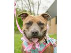 Adopt Lolly a Gray/Blue/Silver/Salt & Pepper American Staffordshire Terrier /