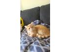 Adopt Henry a Orange or Red Tabby Tabby / Mixed (short coat) cat in Fargo