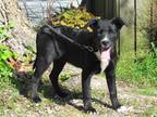 Adopt KARA a Black - with White Australian Shepherd / Terrier (Unknown Type