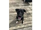 Adopt Mudbone a Black - with White Labrador Retriever / Mixed dog in Branford