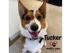 Adopt Tucker (Courtesy Post) a Brown/Chocolate - with White Pembroke Welsh Corgi