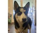 Adopt Rocket a Black - with White Husky / Mixed dog in Austin, TX (40167470)