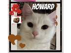 Adopt Howard a White American Shorthair (short coat) cat in Harrisburg