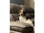 Adopt Lui a Tricolor (Tan/Brown & Black & White) Beagle / Mixed dog in Buffalo