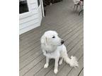 Adopt Bridget a White - with Gray or Silver Great Pyrenees / Mixed dog in