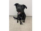 Adopt Fern a Black Mixed Breed (Large) / Mixed dog in Hamilton, OH (41232654)