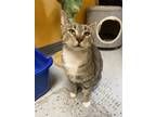 Adopt Cleopatra a Brown Tabby Domestic Shorthair / Domestic Shorthair / Mixed
