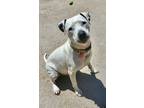 Adopt Space Ghost a White American Pit Bull Terrier / Mixed Breed (Medium) /