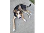 Adopt Moe a Black - with Tan, Yellow or Fawn German Shepherd Dog / Mixed dog in