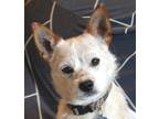 Adopt Nicky a White - with Red, Golden, Orange or Chestnut Jack Russell Terrier