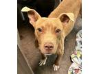 Adopt Dobbie a Brown/Chocolate American Pit Bull Terrier / Mixed dog in