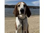 Adopt Bobby a Treeing Walker Coonhound / Hound (Unknown Type) / Mixed dog in