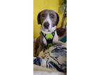 Adopt ROXANNE a Gray/Silver/Salt & Pepper - with White Pit Bull Terrier dog in