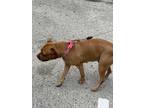 Adopt Zuri a Red/Golden/Orange/Chestnut - with Black American Pit Bull Terrier /