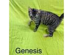 Adopt Genesis a Brown Tabby Domestic Shorthair / Mixed cat in Fairfield
