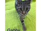 Adopt Gabby a Brown Tabby Domestic Shorthair / Mixed (short coat) cat in