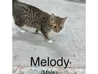 Adopt Melody a Brown Tabby Domestic Shorthair / Mixed (short coat) cat in