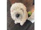 Adopt HUGO a Tan/Yellow/Fawn - with Black Wheaten Terrier / Mixed dog in Corona