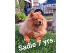 Adopt Sadie a Tan/Yellow/Fawn Chow Chow / Mixed dog in Camarillo, CA (41232532)