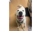Adopt Filo (Main Campus) a White Labrador Retriever / Mixed dog in Louisville